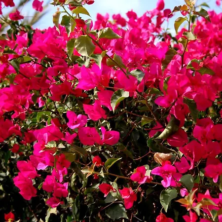 A 100 Metros De La Playa En Appartement