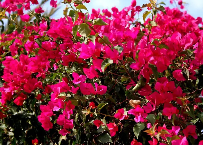 A 100 Metros De La Playa En 公寓