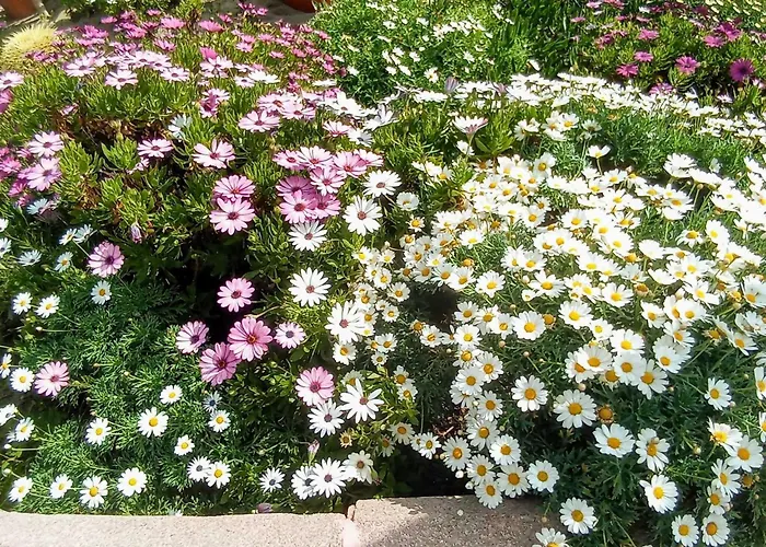 A 100 Metros De La Playa En 丰希罗拉